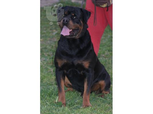 ROTTWEILER KOYTABI